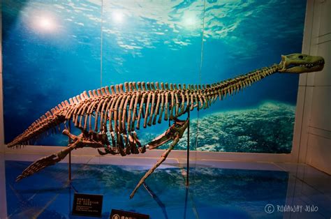 Asia's First Dinosaur Museum in Zigong, Sichuan, China Real Dinosaur ...