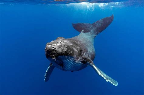 Humpback Whale - A-Z Animals