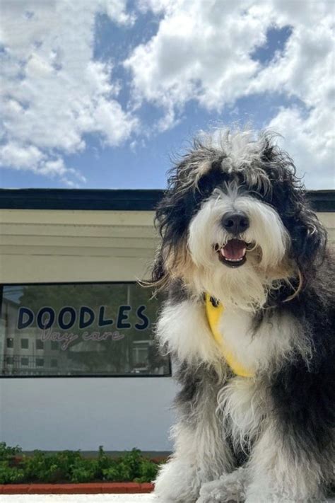 Mini Bernedoodle Full Grown: Adult Size & Age Fully Grown