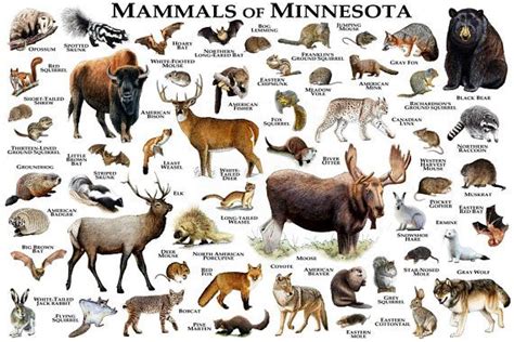 Pin on Mammals of the United States