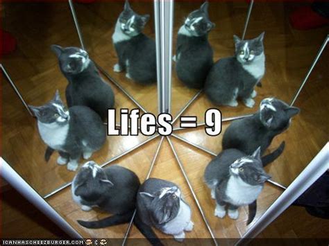 Why do cats have nine lives?