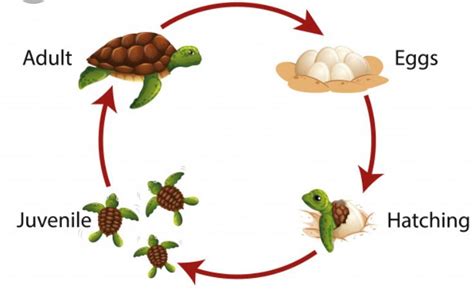 The life cycle of a turtle 🐢 | Vòng đời, Giáo dục