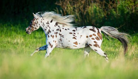 5 Things About the Spectacularly Spotted Appaloosa Horses You Probably Didn’t Know