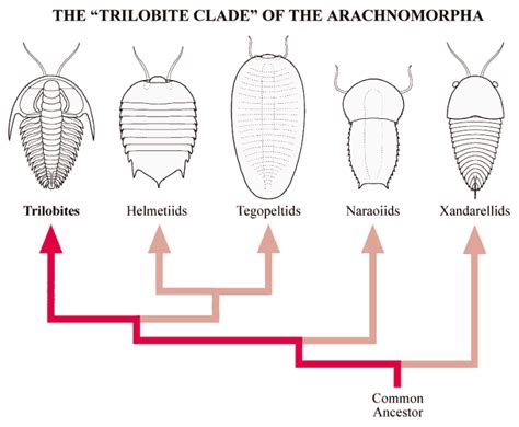 Trilobite Classification Chart