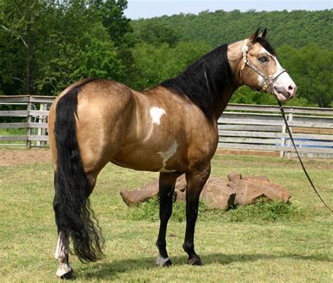 dappled buckskin Paint Quarter Horse with blue eyes | American paint ...