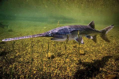 Bits & Pieces: Paddlefish Anatomy & Walleye Recruitment - In-Fisherman