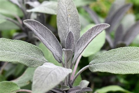 Sage Throughout The Ages – Herbal Academy