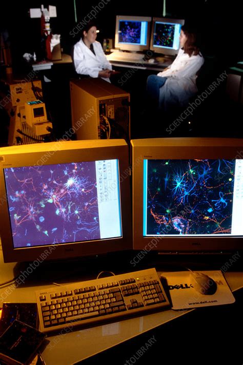 Stem cell research - Stock Image - G442/0394 - Science Photo Library