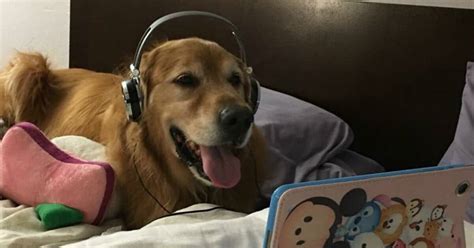 Dog Who’s Scared Of Fireworks Wears Headphones And Watches Videos To Stay Calm - Dog Dispatch