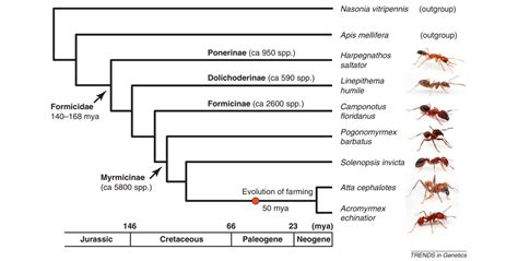 The genomic impact of 100 million years of social evolution in seven ...