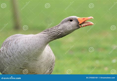 A Greylag Goose Honking and Stretching Its Neck Stock Image - Image of ...