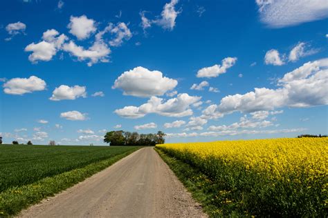 Corn field near the road under white clouds during daytime HD wallpaper | Wallpaper Flare