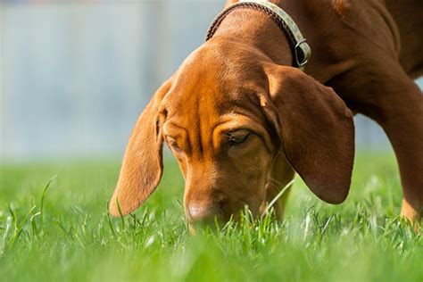 Why Do Dogs Eat Grass and Vomit? | Pet Check Urgent Care