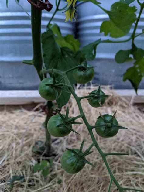 Greenhouse Tomatoes - Rural Studio