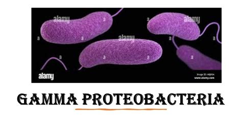 gamma proteobacteria - YouTube