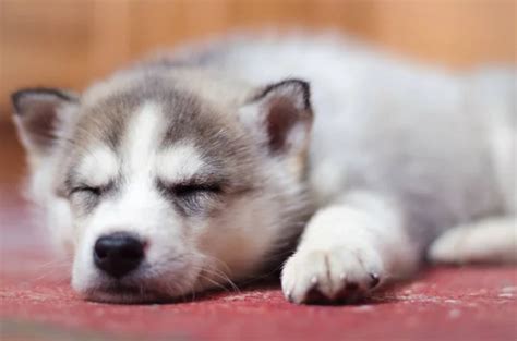 Siberian husky puppy sleeping in the home on old red vintage carpet ...