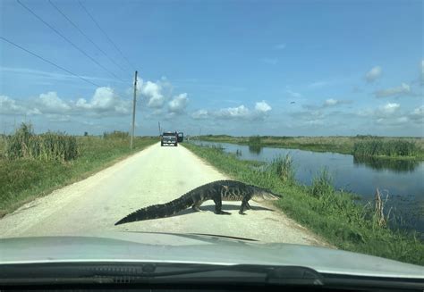 Thanks for recommending the Lake Apopka Wildlife Drive! : r/orlando