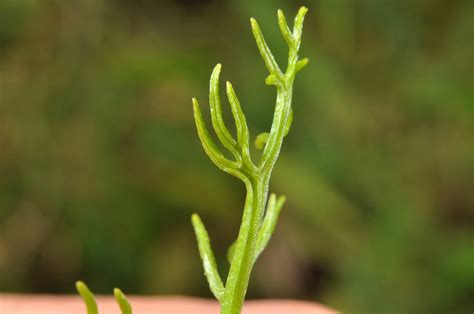 Ceratopteris thalictroides (Pteridaceae) image 91241 at PhytoImages.siu.edu