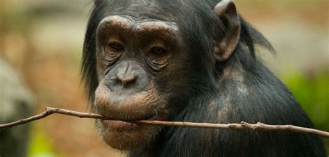 Chimpanzee personality linked to anatomy of brain structures, study ...