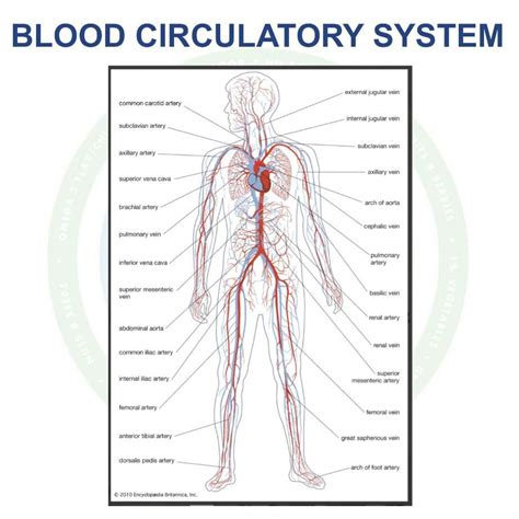 Body Parts Of Circulatory System - Infoupdate.org