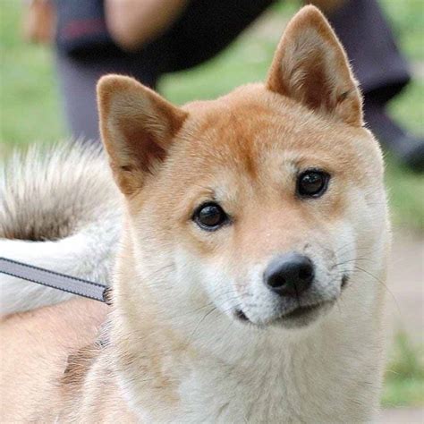 Shiba Inu History, Personality, Appearance, Health and Pictures