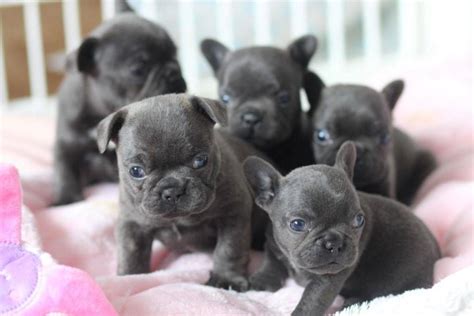 French Bulldog Puppies For Sale | Los Angeles, CA #262056