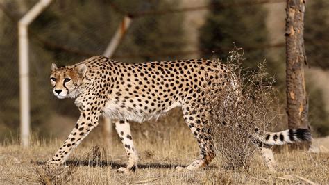 3 Asiatic cheetah cubs are born in captivity in Iran | CNN