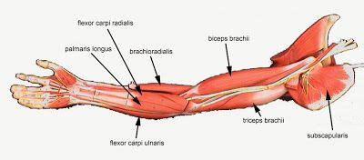 DIAGRAMS: Arm Muscles Diagram | nice post | Pinterest