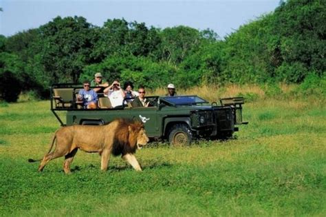 Safari Honeymoon In South Africa: Kindling Love In The Wild