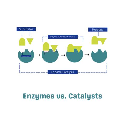 Enzymes vs. Catalysts: The Differences, Similarities, and Examples