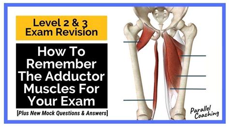 How to Remember the Adductor Muscles [Incl. Origins and Insertions]