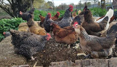 Compost Chicken Manure Right For Valuable Nutrients - Hobby Farms