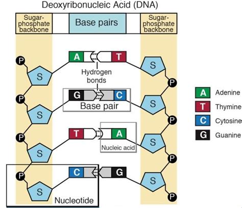 What Are the Monomer Building Blocks of Dna - ElysekruwTyler