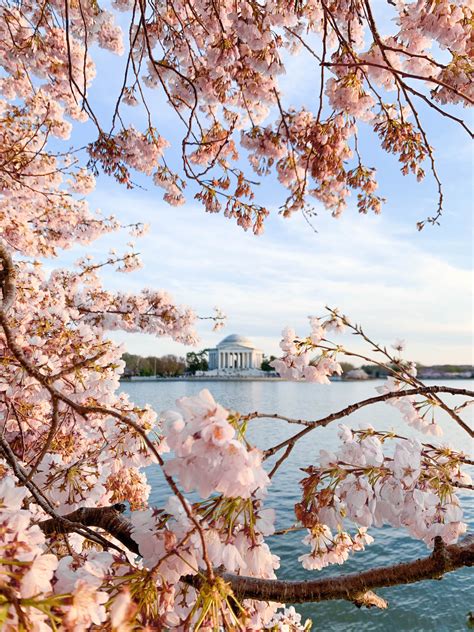 Washington, DC Cherry Blossoms | A Touch of Teal