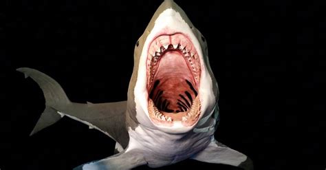 Megalodon's Bite Force: How Does it Compare to a Great White? - A-Z Animals