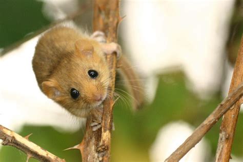 The thousandth hazel dormouse has been reintroduced to the wild in the UK thanks to the work of ...