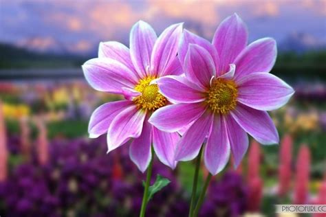 Most beautiful flowers free nature screensavers and wallpaper | Hình nền