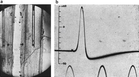 6 a An electrode inserted into the giant axon of a squid, and b an ...