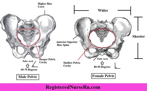 Male vs Female Pelvis Differences Anatomy of Skeleton | Male vs female, Pelvis anatomy, Pelvis