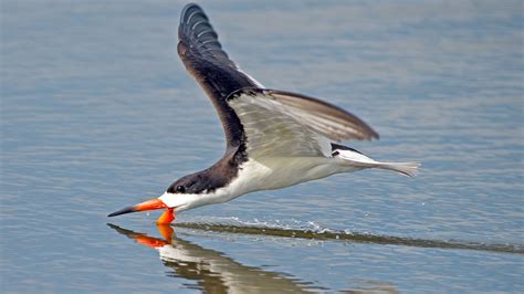 Black Skimmer | Audubon Field Guide