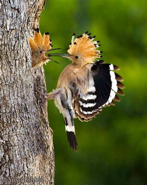 The Hoopoe - Duchifat is the national bird of Israel | Cute birds, Beautiful birds, Birds ...