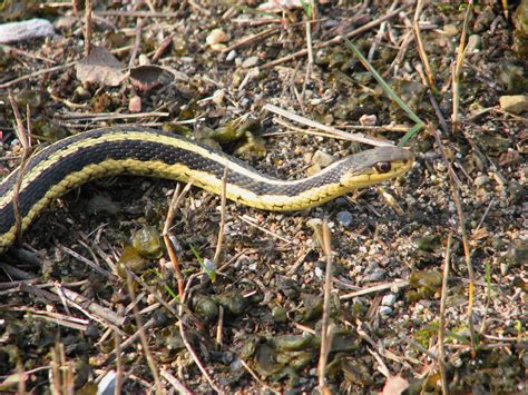 File:Eastern Garter Snake.jpg - Wikimedia Commons