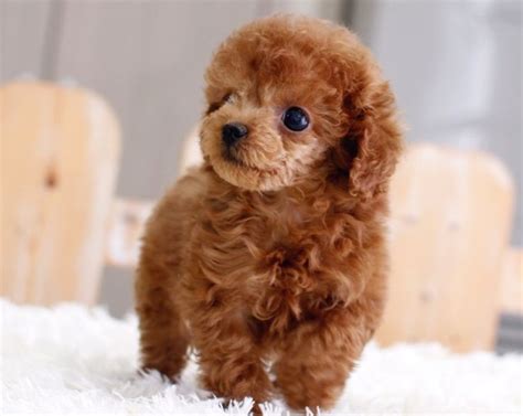 SOLD**Gigi - Teacup Poodle Female | ITSY PUPPY | Teacup & Microteacup Puppies for Sale | ITSY P ...