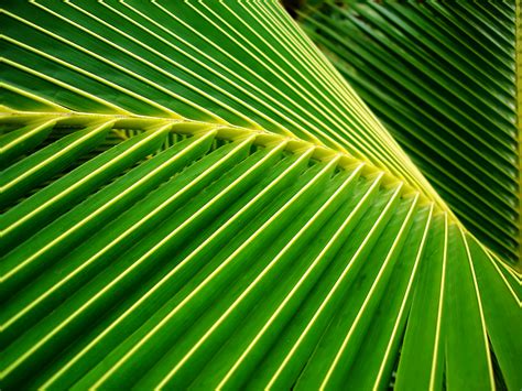 Palm Leaf Background wallpaper | 1600x1200 | #31252