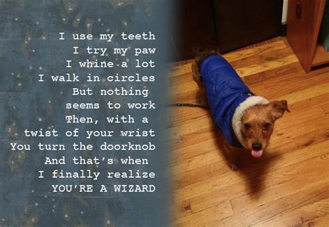 7 Hilarious Poems A Dog Would Pen For Their Human - BARK Post