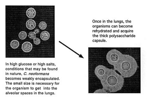 Figure 2 - What Makes Cryptococcus neoformans a Pathogen? - Volume 4 ...