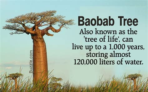 34 Facts about Baobab Trees | Baobab tree, Baobab, Boabab tree