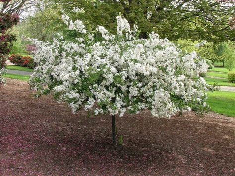 Crabapple, Sargent Tina - Campbells Nursery