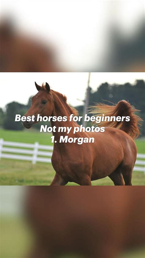 Best horses for beginners. These are not my photos | Horses, Quarter ...