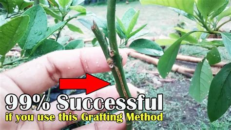 Grafting Lesson: Approach Grafting Method 99% Succesful - YouTube